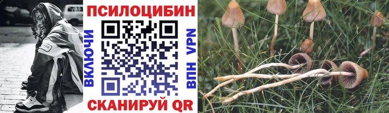 Псилоцибиновые грибы Cubensis  закладка  Валдай 